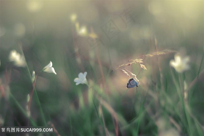 唯美野外蝴蝶野花鲜花图片