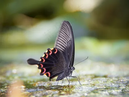 漂亮蝴蝶高清图片 漂亮蝴蝶高清图片