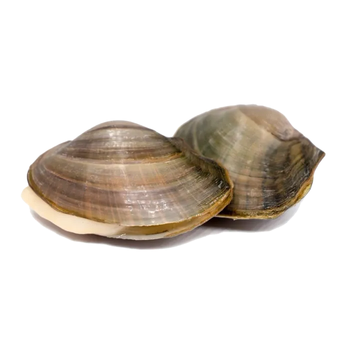 螺贝类带壳类(40)海鲜超市商品红酒白底图免抠实物摄影png格式图片透明底