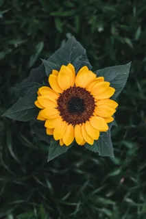 黄色向日葵摄影素材