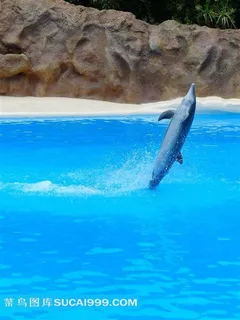 水族馆海豚表演图片