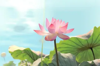 清新阳光荷花荷叶天空白云背景