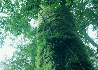 森林的树缝穿过的光田园风光jpg素材