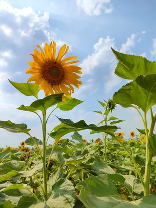 黄色向日葵摄影素材