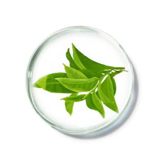 化妆品产品成分—茶 免抠图