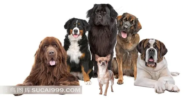 可爱狗狗家族图片