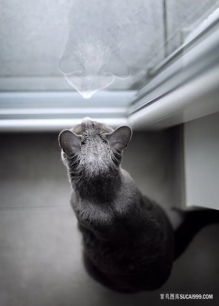 看窗外的猫头图片