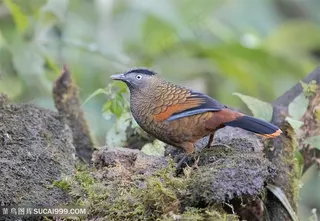 高清蓝翅噪鹛鸟类图片