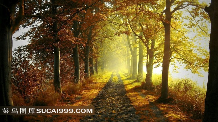 林间小路风景图片