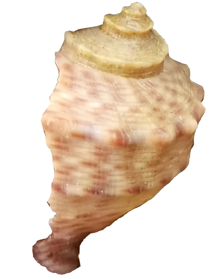 浅色右侧放单个海螺壳贝壳免抠实拍摄影素材元素psd模版下载