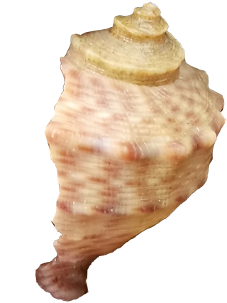 浅色右侧放单个海螺壳贝壳免抠实拍摄影素材元素