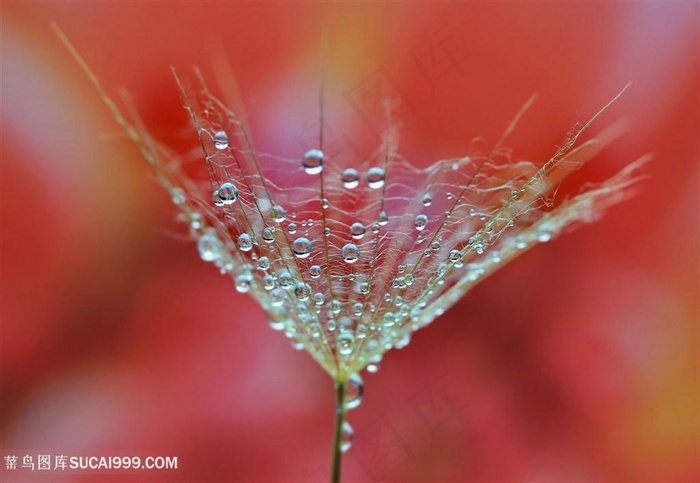 高清唯美布满水珠的蒲公英图片