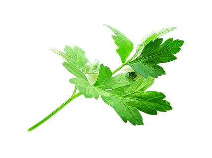 141欧芹超市商品白底图免抠实物摄影png格式图片透明底