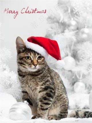 猫小猫美图素材