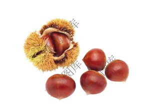 板栗高清图