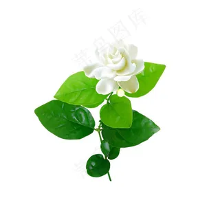 白色茉莉花图片下载 白色茉莉花图片下载