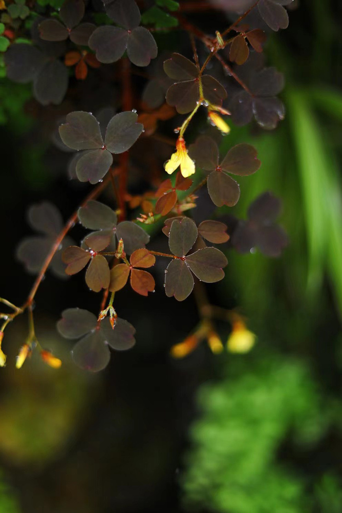 绿色植物图