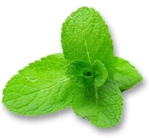 薄荷 PNG免抠(297x275)