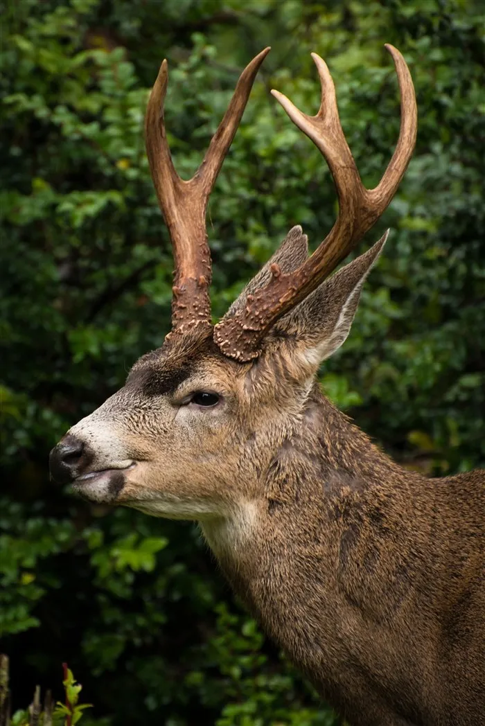 麋鹿摄影高清素材