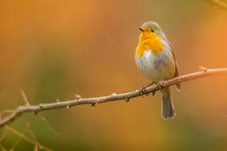 春天枝头小鸟图片