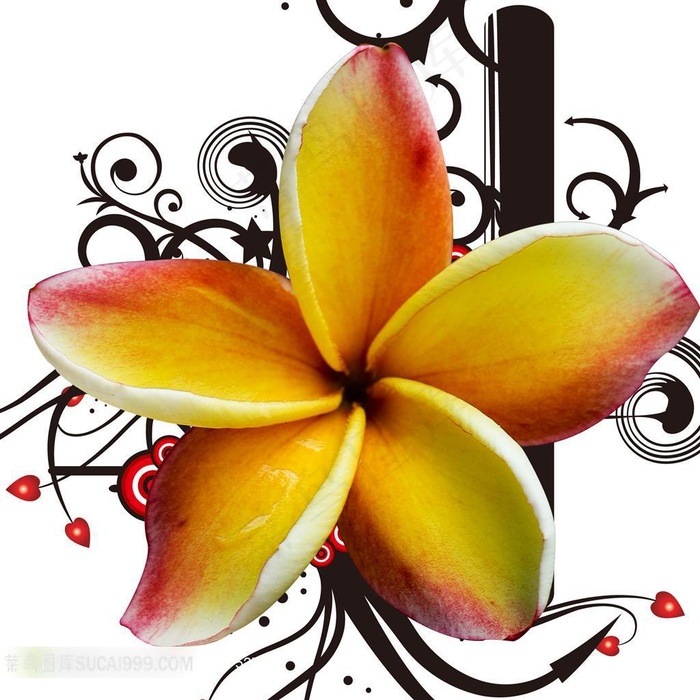 花朵高清装饰画设计素材