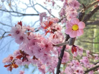 春天 桃花 景色 粉色