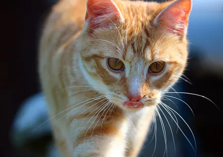 可爱猫咪 动物 素材 奶萌 (142) 可爱猫咪 动物 素材 奶萌 (142)