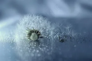 唯美微距蒲公英摄影鲜花图片