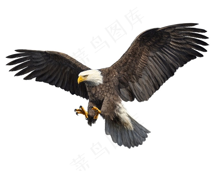 展翅飞翔的秃鹰高清图片