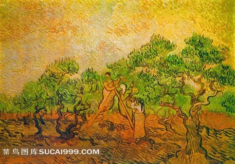 摘橄榄油画 摘橄榄油画
