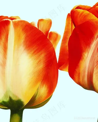 唯美高清时尚花卉油画