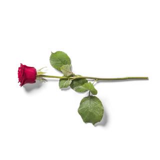 红色玫瑰花花朵