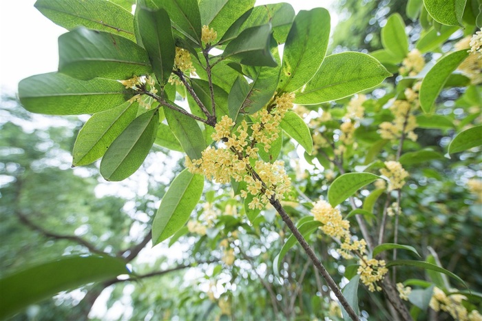 香甜的金色桂花大图