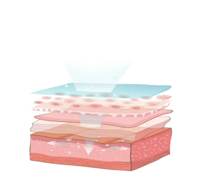 皮肌肤层化妆品素材pngpsd模版下载