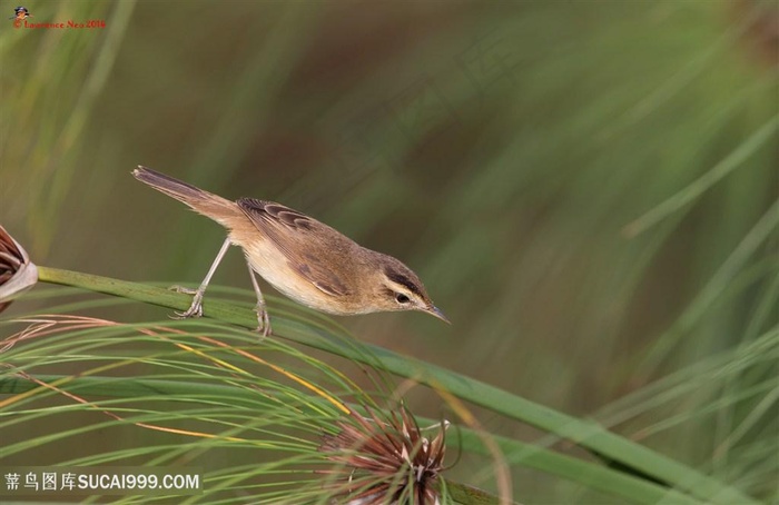草干上的黑眉苇莺鸟类图片