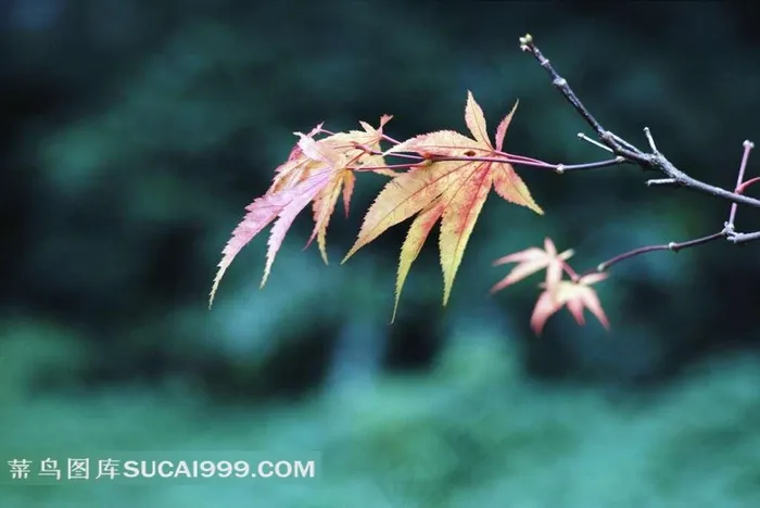 美丽的鸡爪槭叶子