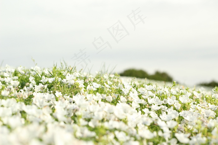 漫山遍野的白花图片