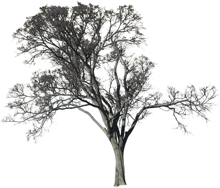 高清树木素材 免抠PSD植物素材 美术绘画园林贴图 树草灌木花草