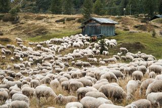 澳洲绵羊群高清图片