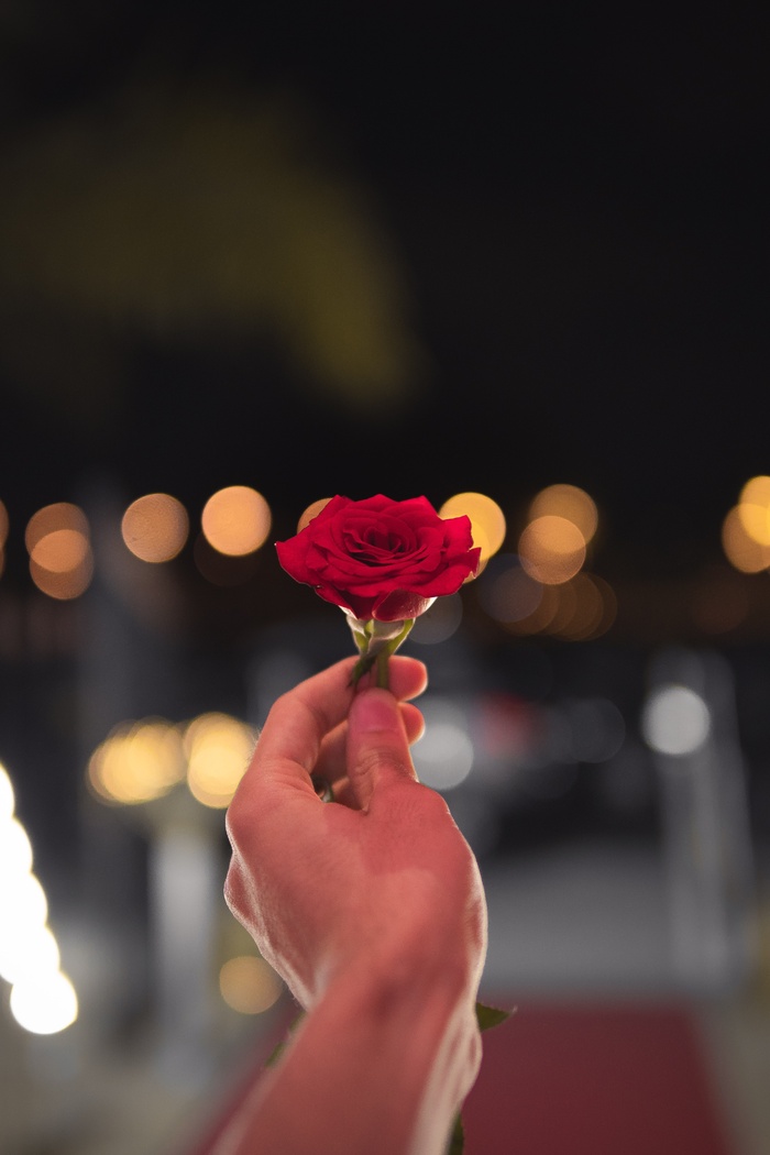 玫瑰花摄影图情人节玫瑰花配图图片