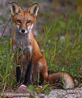 坐着的小狐狸图片