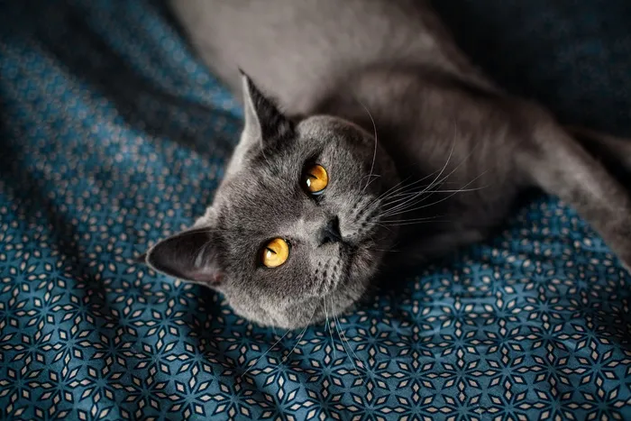 可爱猫咪猫猫摄影素材