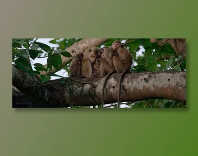 猴子相互依偎入睡