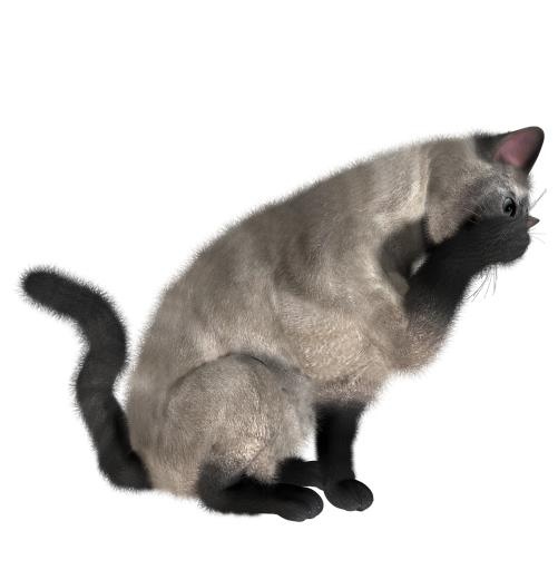 猫 PNG 图像免抠(1490x1520)