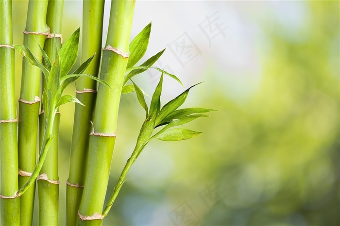 绿色竹子林摄影图片