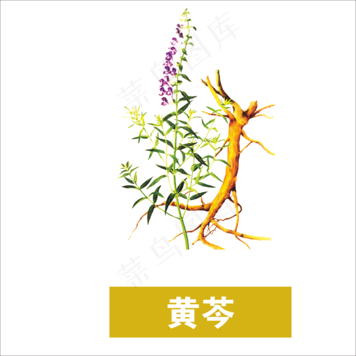 手绘草本中药黄岑