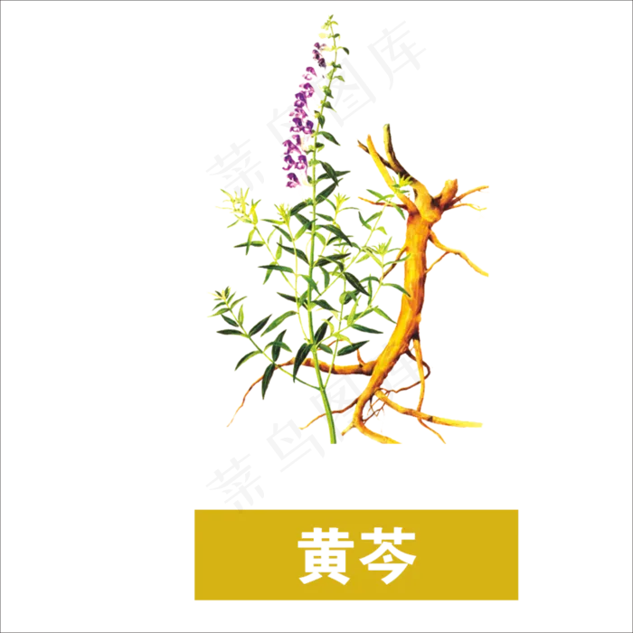 手绘草本中药黄岑