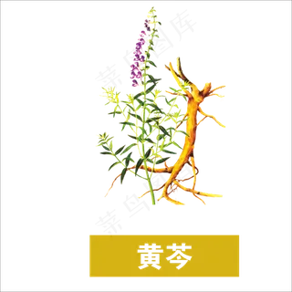 手绘草本中药黄岑