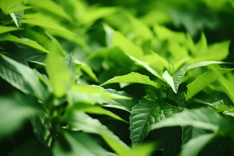 春夏绿叶植物摄影图