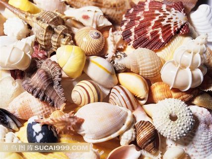海贝群素材